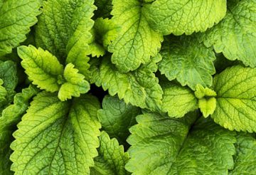 Plante aromatique