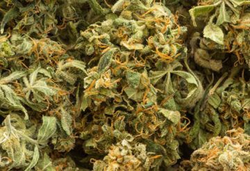 Fleurs de CBD