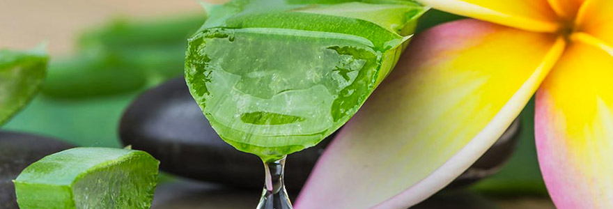 aloe vera