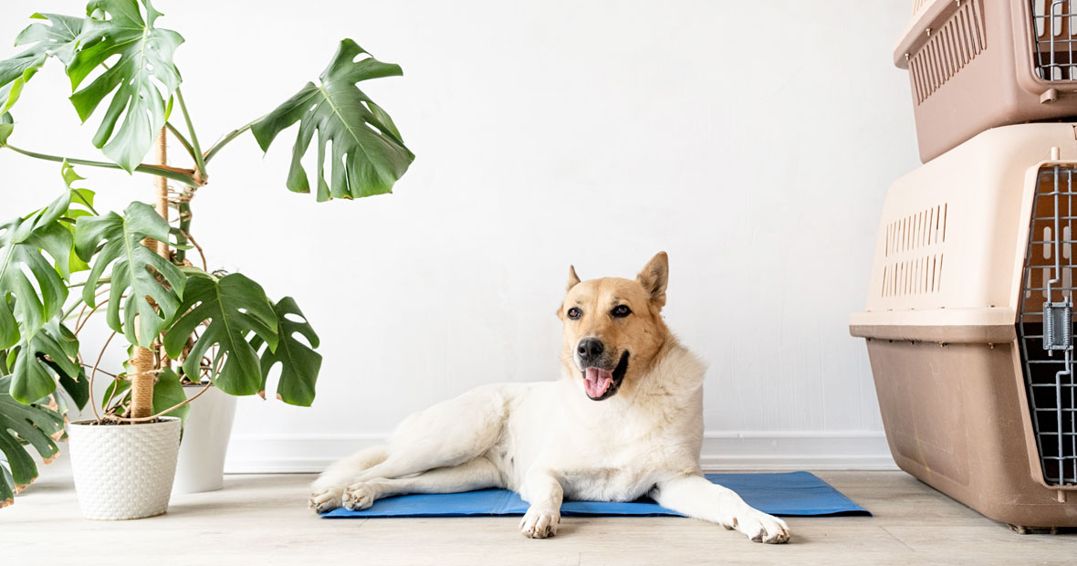 stress du chien